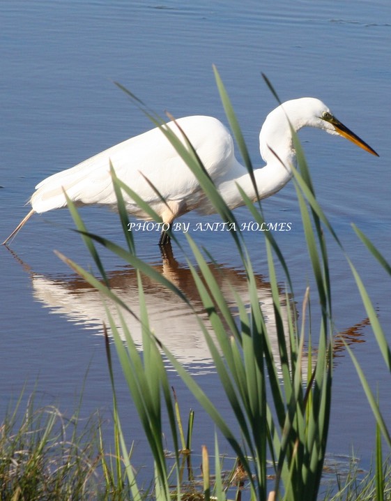 Snowy Egret by Anita Holmes