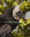 Black Vulture by Anita Holmes