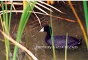 American Coot by Anita Holmes